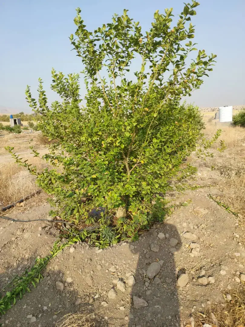 معاوضه باغ ۲ هزار متری با مسکن ملی|فروش دفتر صنعتی، کشاورزی، تجاری|دوگنبدان, |دیوار