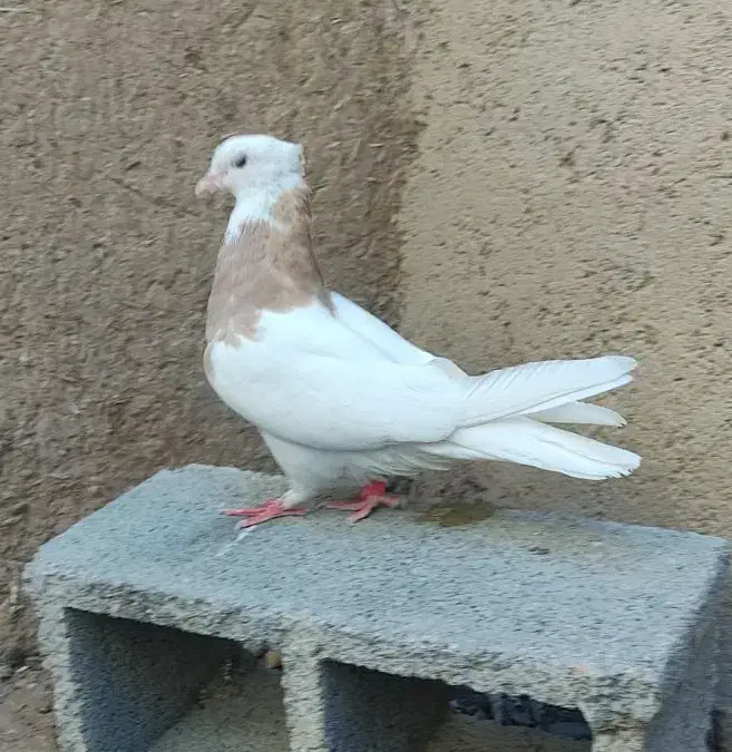 طوق زرد ماده|پرنده|شیبکوه (فارس), |دیوار