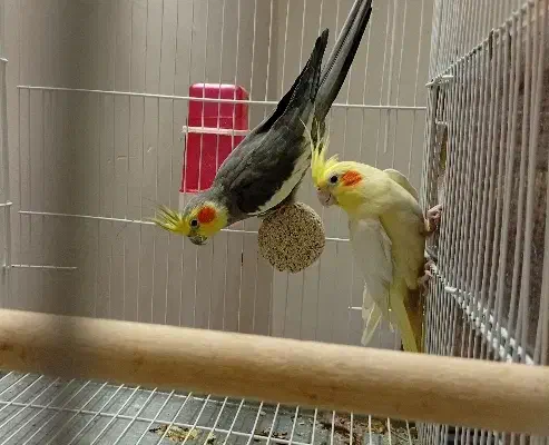 جفت عروس هلندی با تخم|پرنده|تربت‌حیدریه, یحیی آباد|دیوار