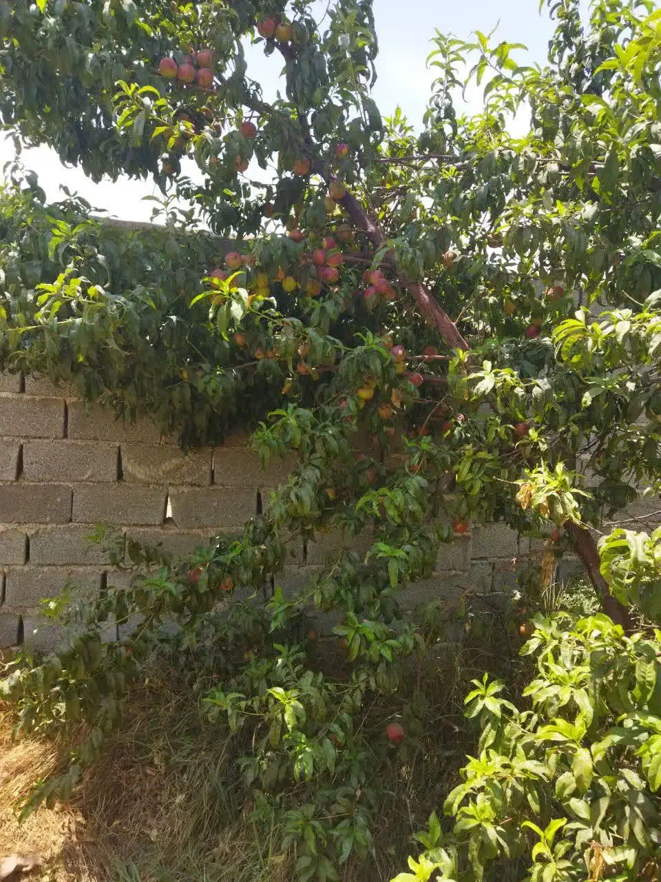 باغچه در کرج پر از درخت همراه آب و برق و دیوارکشی|فروش زمین و ملک کلنگی|هشتگرد, قاسم آباد بزرگ|دیوار
