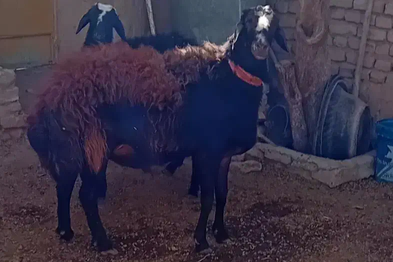 شیشک عروس افشاری|حیوانات مزرعه|تربتحیدریه, پائین ولایت|دیوار