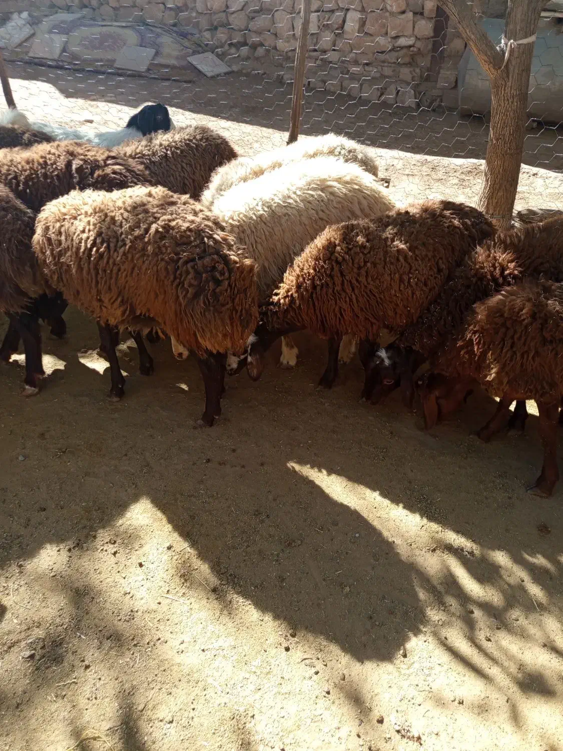 بره پایه پروار|حیوانات مزرعه|کوهدشت, |دیوار