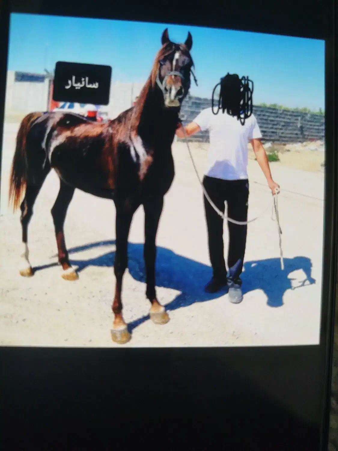 نریون|اسب و تجهیزات اسب‌سواری|سعدآباد, |دیوار