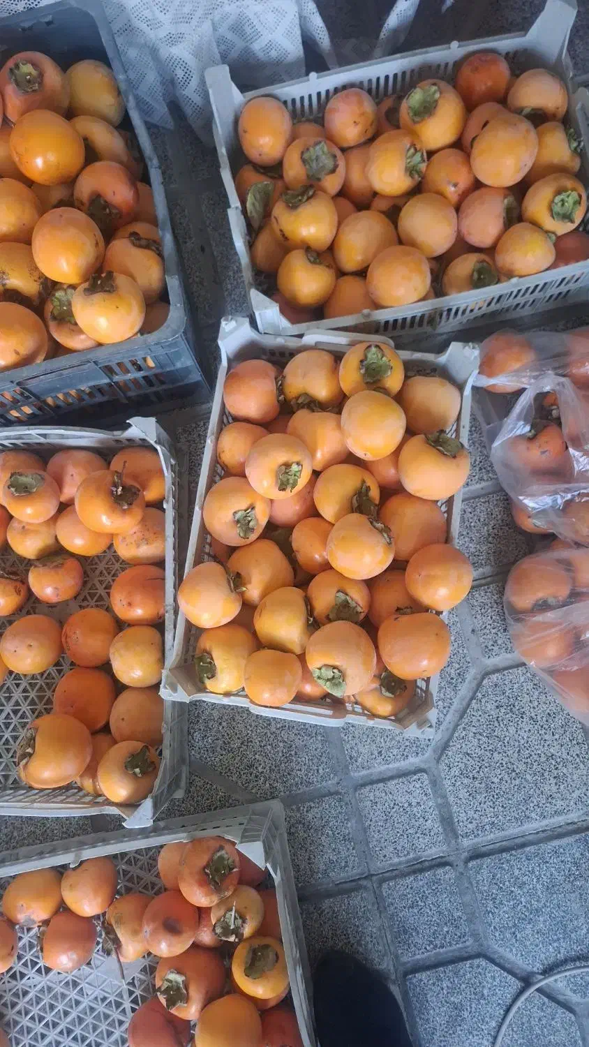 خرمالو|خوردنی و آشامیدنی|نوشین شهر, |دیوار