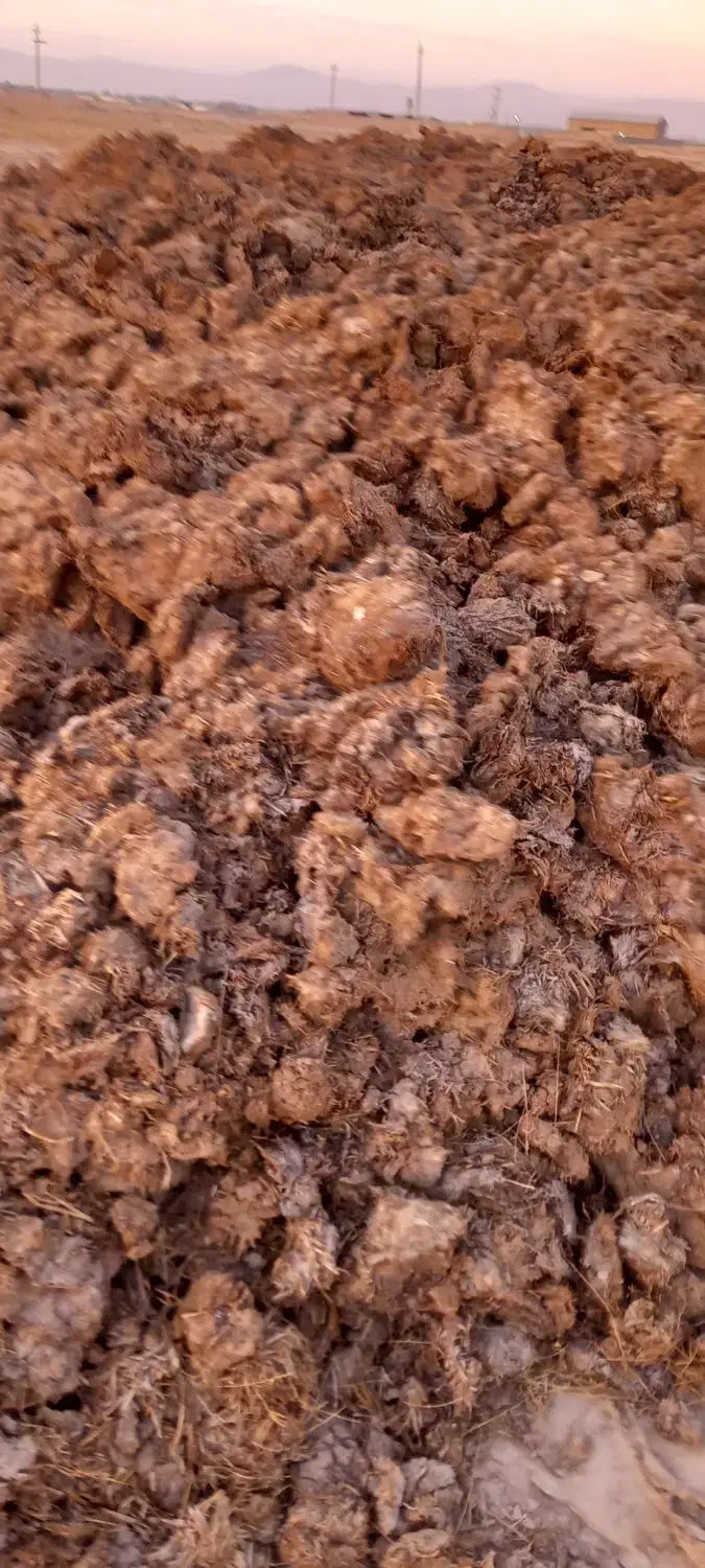 کودگاوی خشک|حراج|قزوین, |دیوار