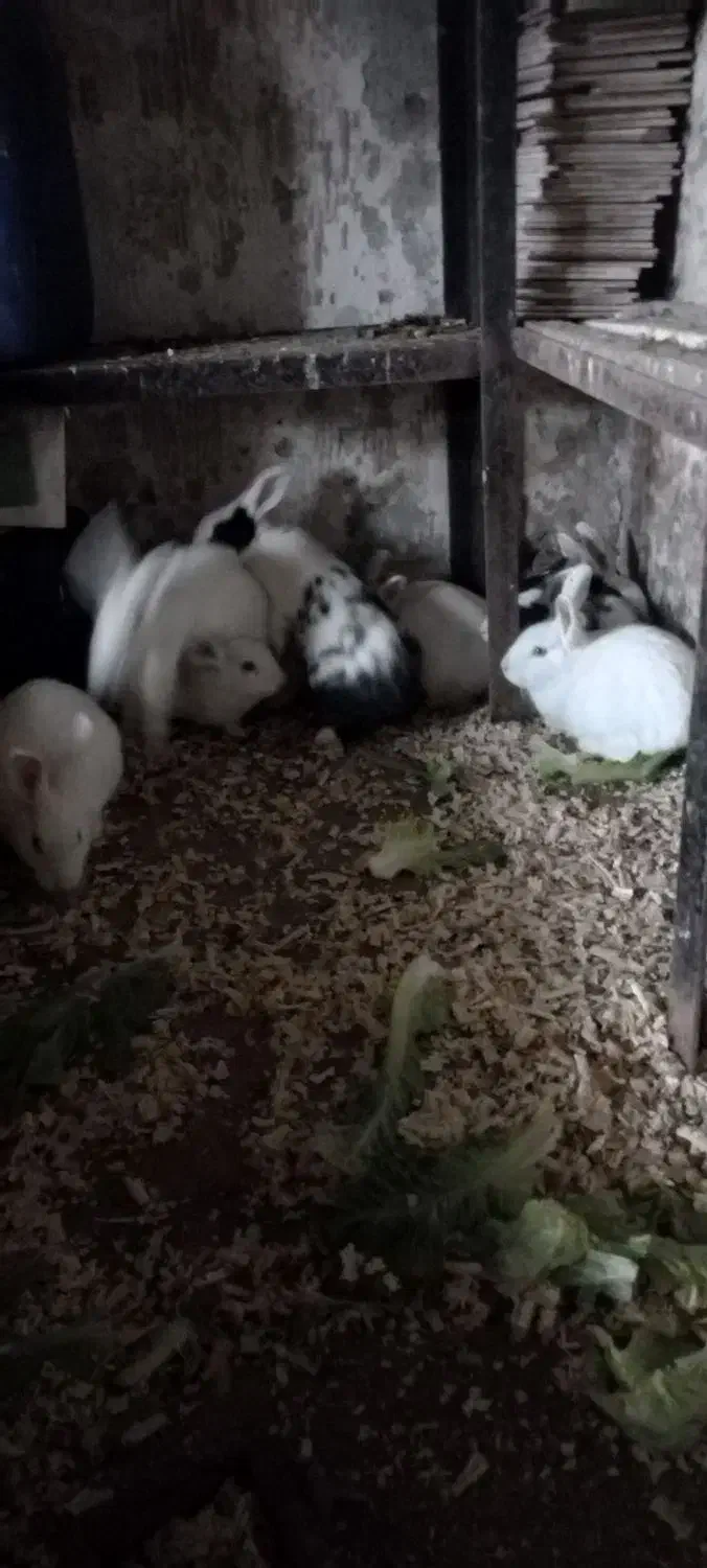 ۱۰ خرگوش نرو ماده|موش و خرگوش|رویان, |دیوار