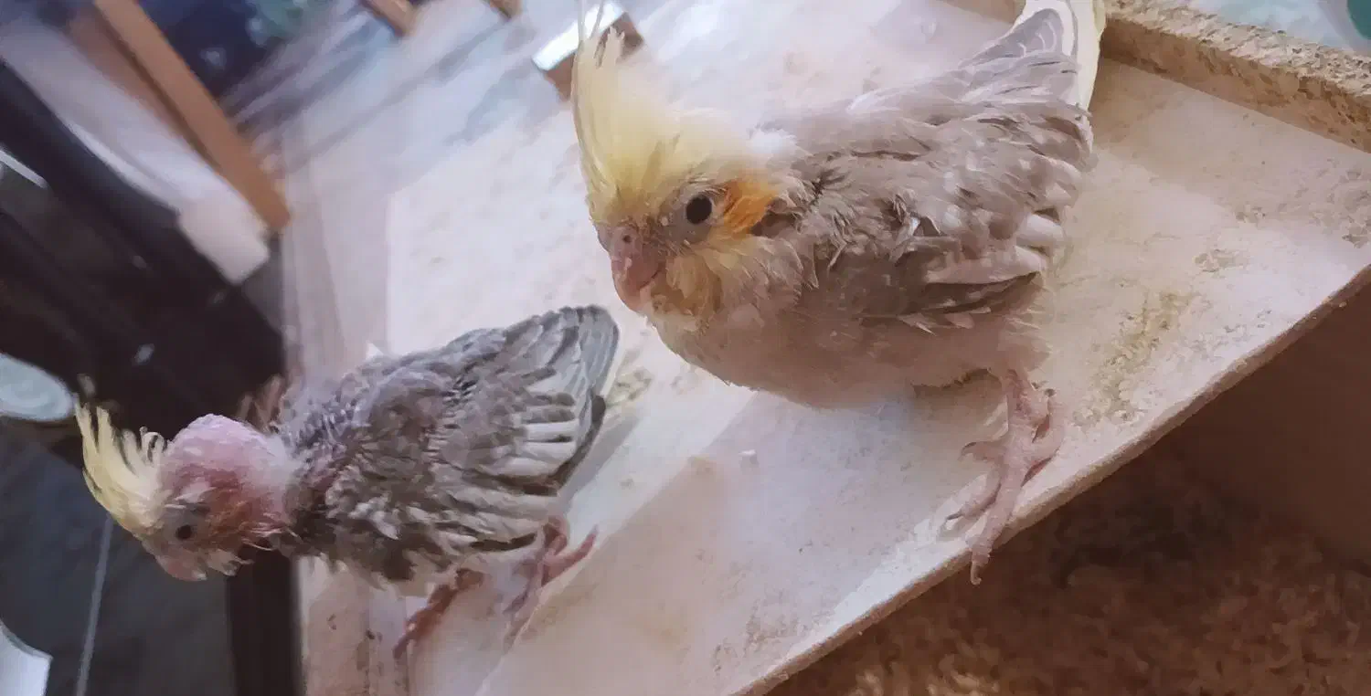 جوجه عروس هلندی سرولاکی|پرنده|بن, |دیوار