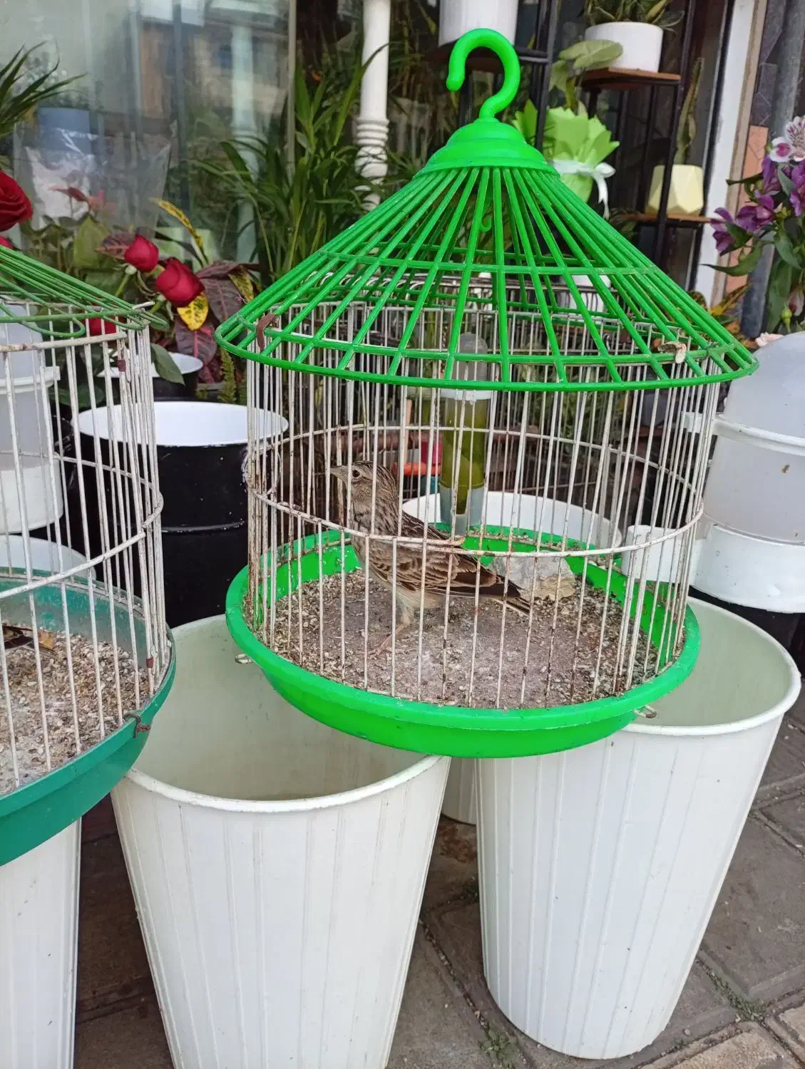 سهره خاکی|پرنده|رشت, شهرک صبا|دیوار