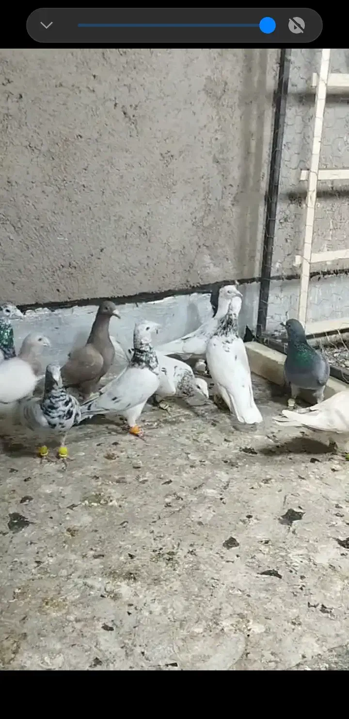 کبوتر|پرنده|تاکستان, |دیوار