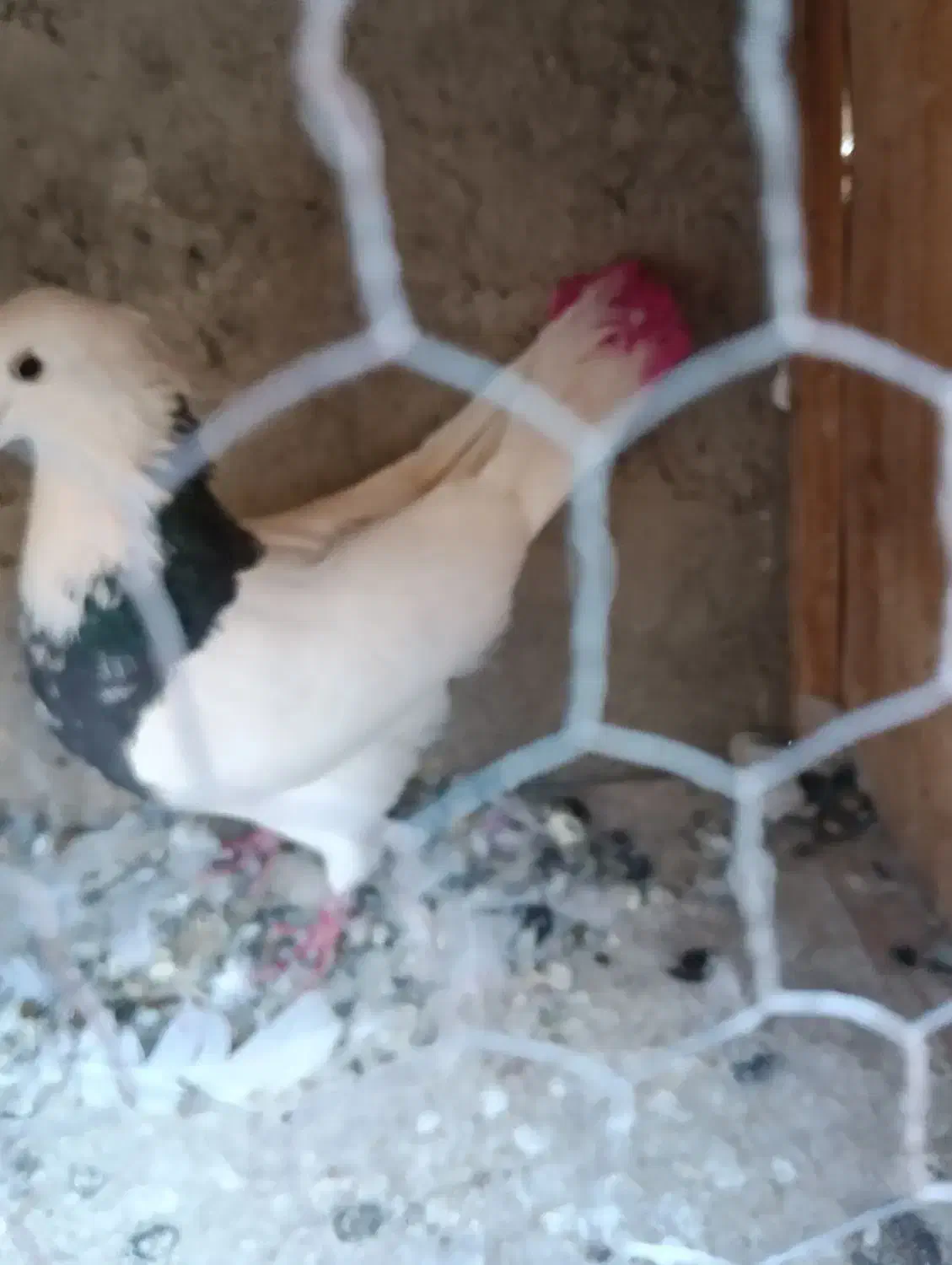 کفتر طوقی|پرنده|شهریار, شهرک بهاران (ویره)|دیوار