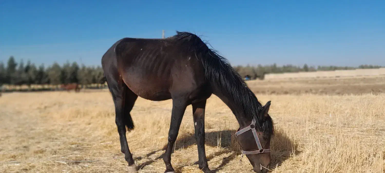 فروش اسب|اسب و تجهیزات اسبسواری|زمکان, |دیوار