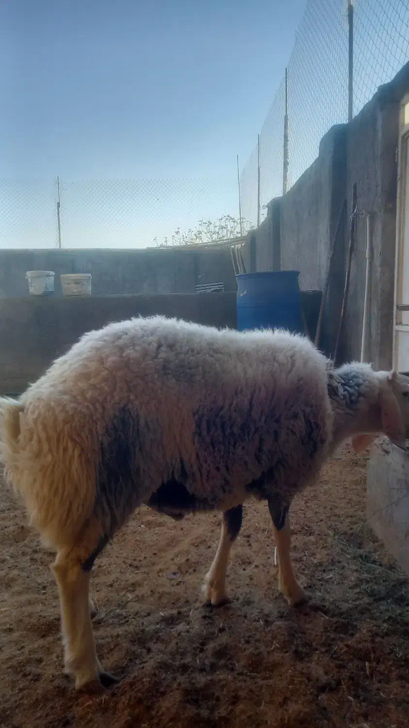 یک بره قوچ ۱۰ماهه|حیوانات مزرعه|کاشان, دشت لتحر|دیوار