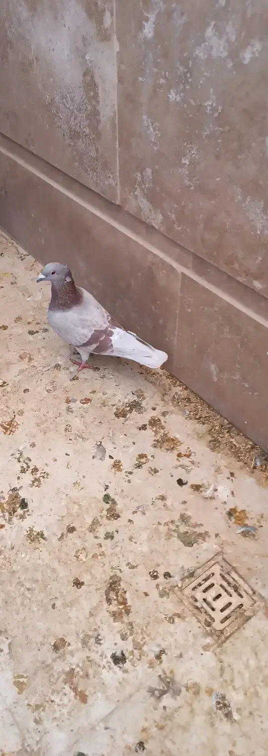 نر فروشی|پرنده|خاش, |دیوار