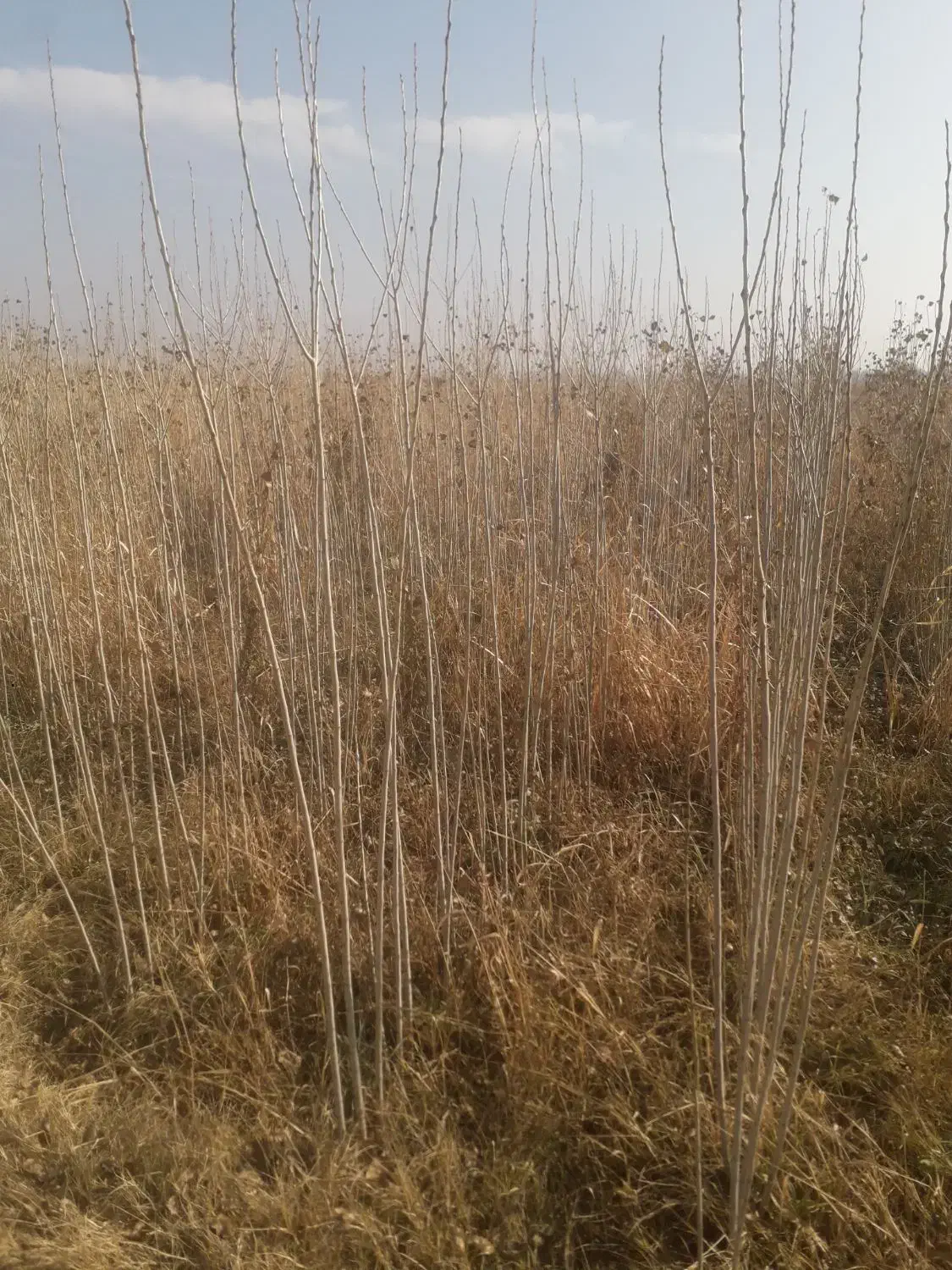 صنبر ترکیه|گل و گیاه طبیعی|تاکستان, |دیوار