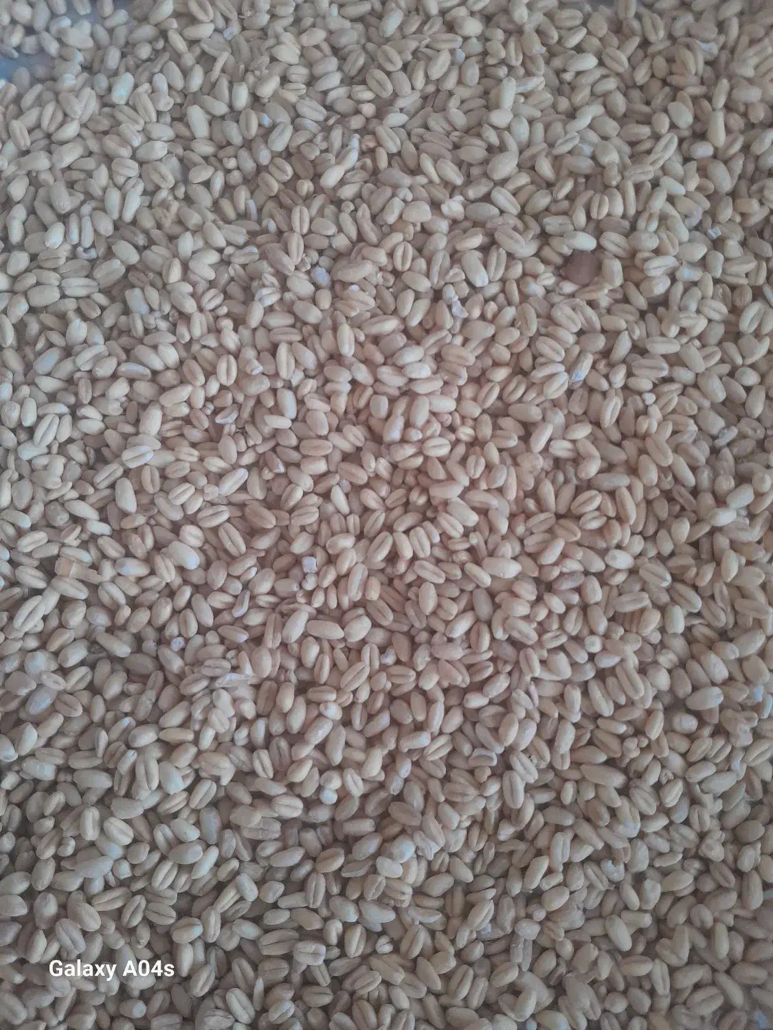 گندم|خوردنی و آشامیدنی|باغ حلی, |دیوار