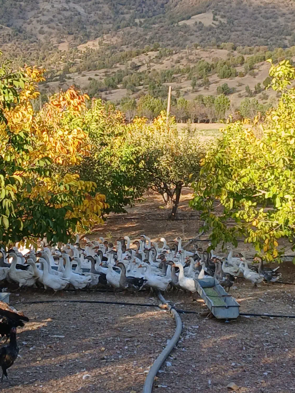 فروش غازدورگه صدرصد محلی|حیوانات مزرعه|بانه, |دیوار