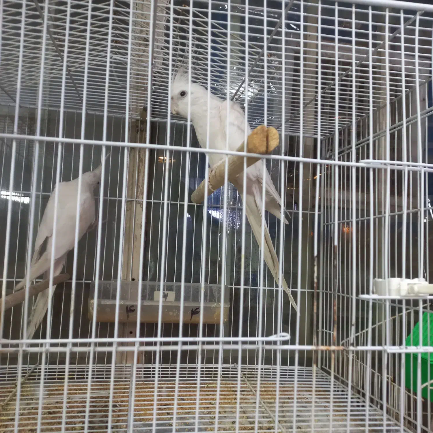 عروس هلندی البینو|پرنده|مشهد, گلبرگ|دیوار