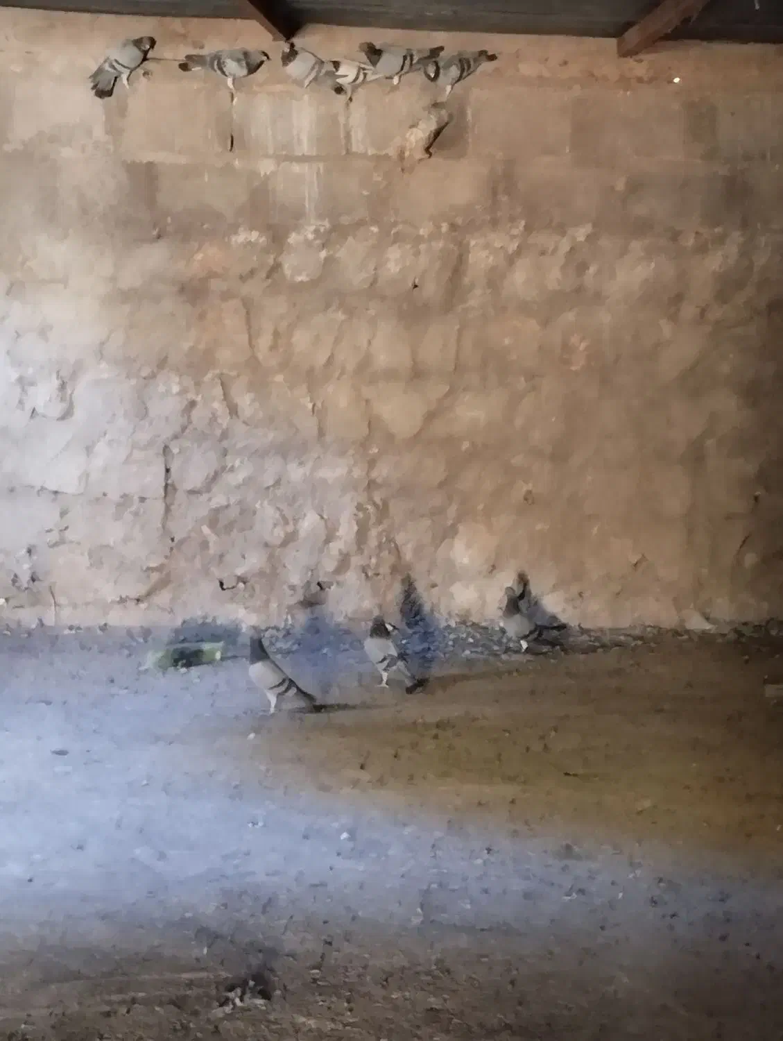 کبوتر مسافتی برگشته|پرنده|چرداول, |دیوار