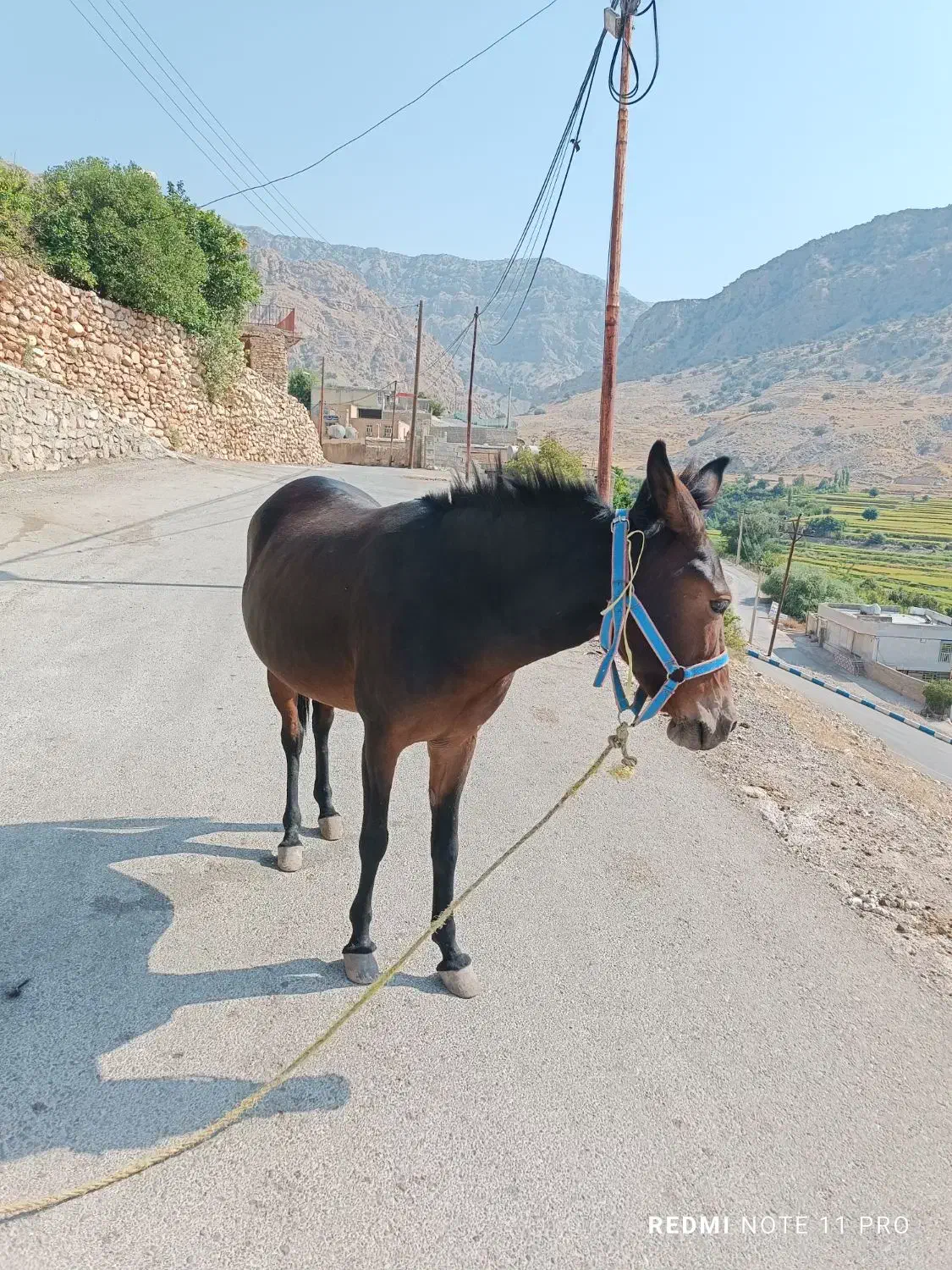 قاطر ماچه اصیل قاطر عشایری|حیوانات مزرعه|باغ ملک, |دیوار