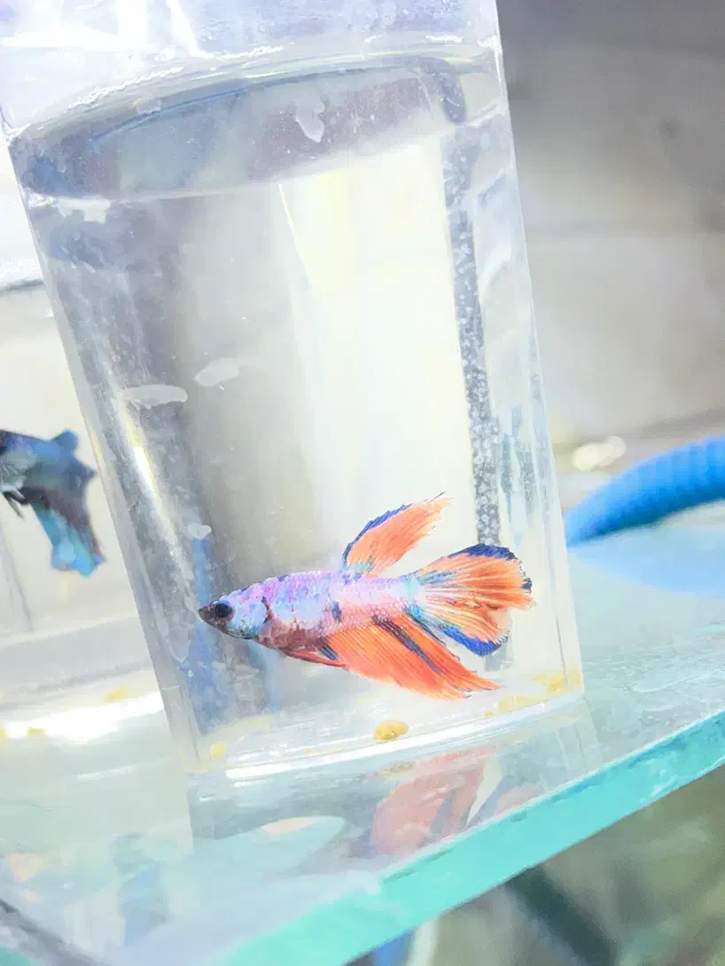 ماهی فایتر نر آماده کوپی گوپی سوارتل دم شمشیری|ماهی|قم, شهرک امام حسین|دیوار