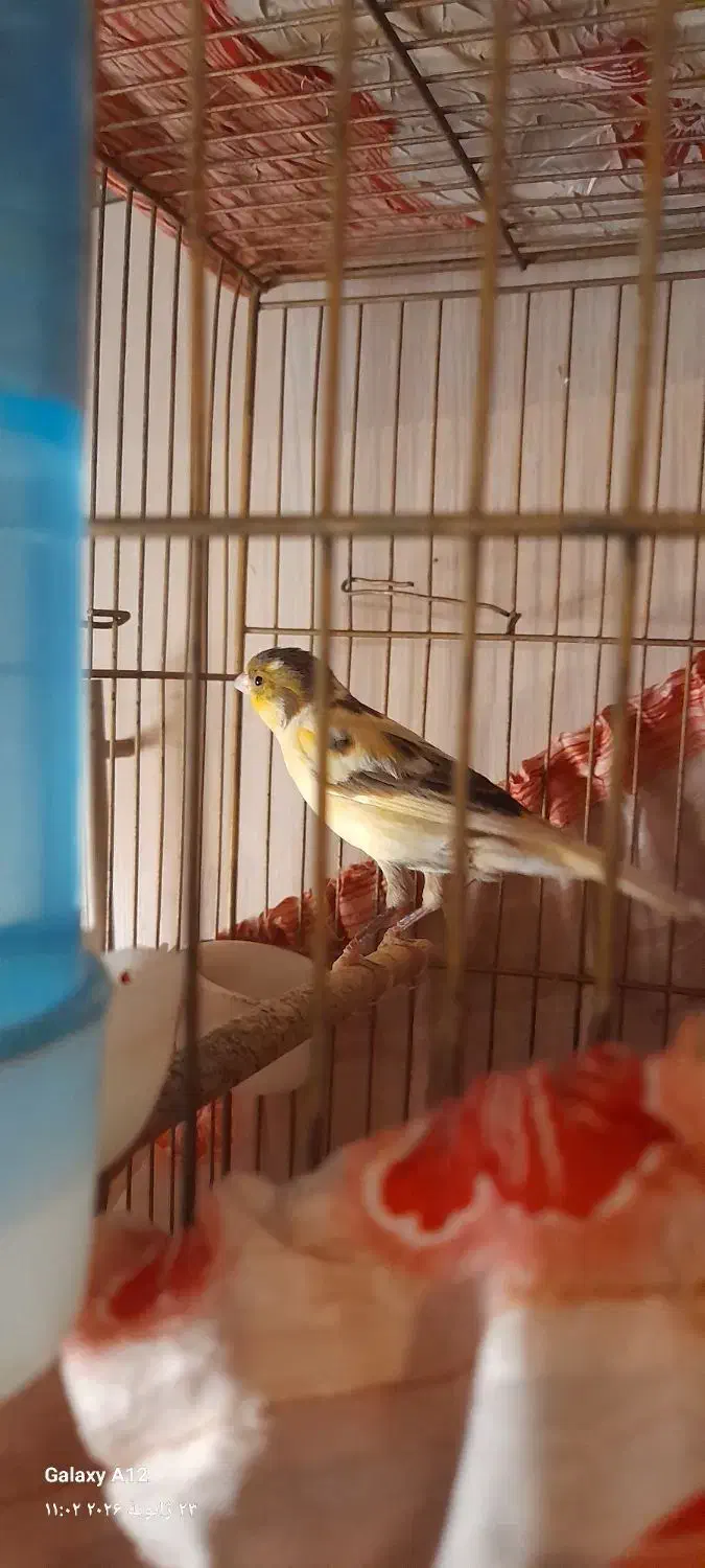 قناری|پرنده|مشکیندشت, |دیوار