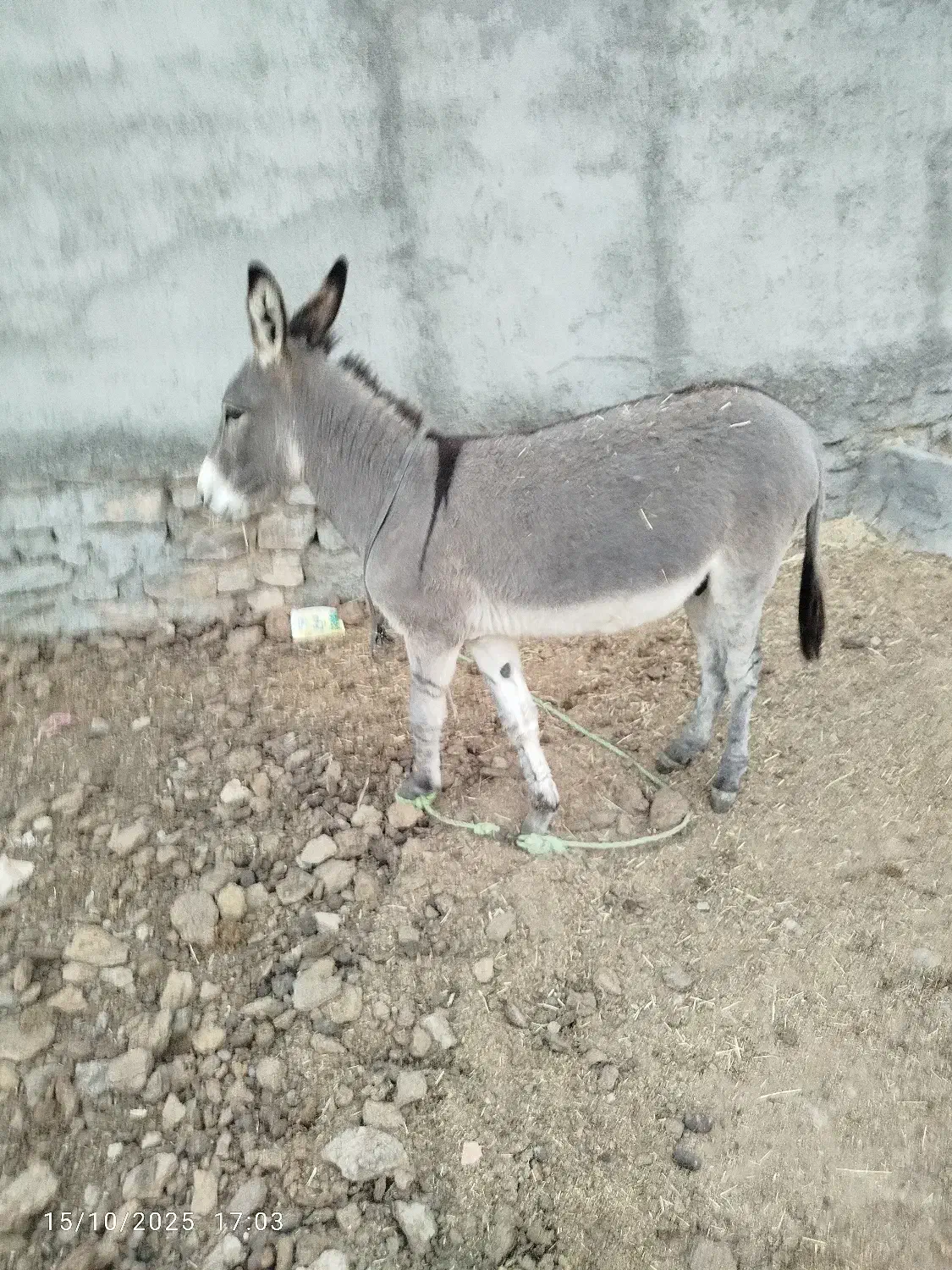 خر نر گوسفندی|حیوانات مزرعه|شیروان (خراسان), |دیوار