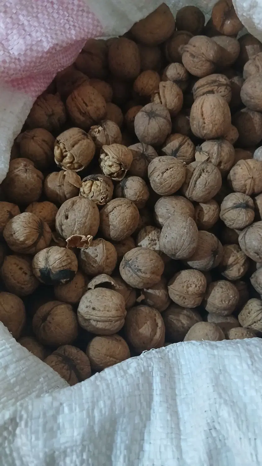 گردو|خوردنی و آشامیدنی|کوهسار (البرز), |دیوار