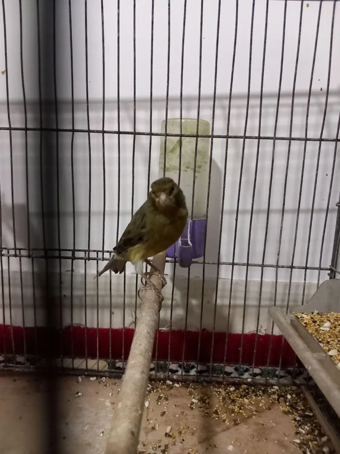 قناری بخون مس|پرنده|سیرجان, |دیوار