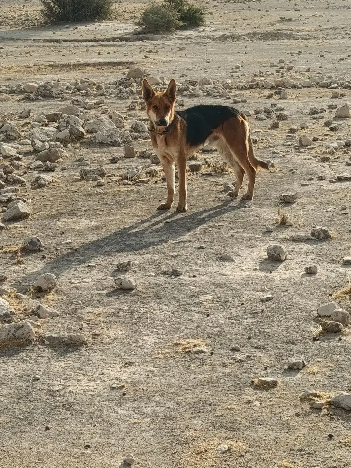 سگ جرمن|سگ|شیراز, شهرک ولیعصر|دیوار