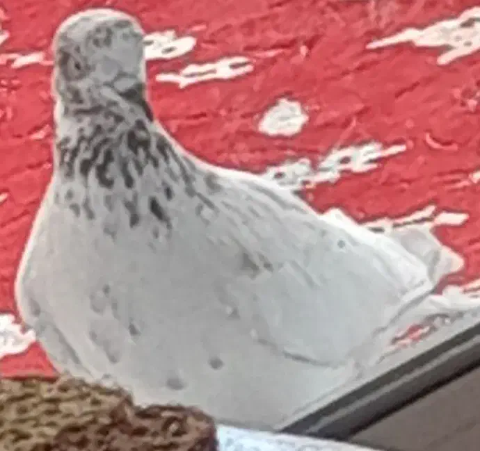 کبوتر گمشده|حیوانات|رشت, کوی حسینی|دیوار