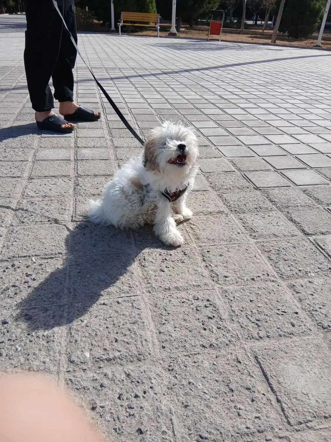 سگ شیتزو|سگ|قم, ولیعصر|دیوار