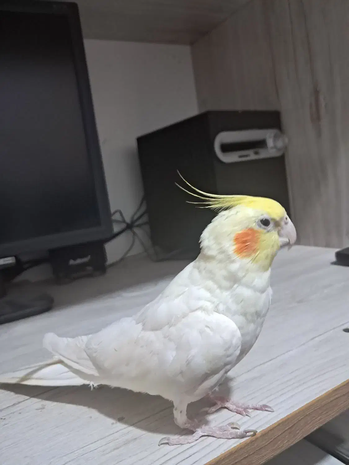 عروس هلندی لوتیتو نر سخنگو|پرنده|پیر بکران, |دیوار