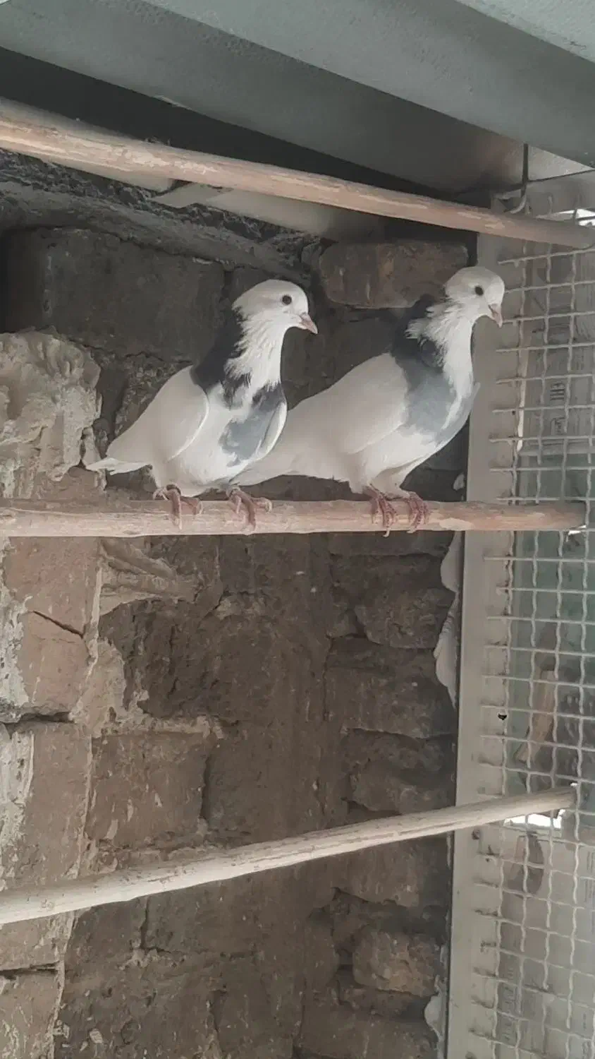 کفتر دولاب تن کردنی|پرنده|تهران, آهنگ|دیوار