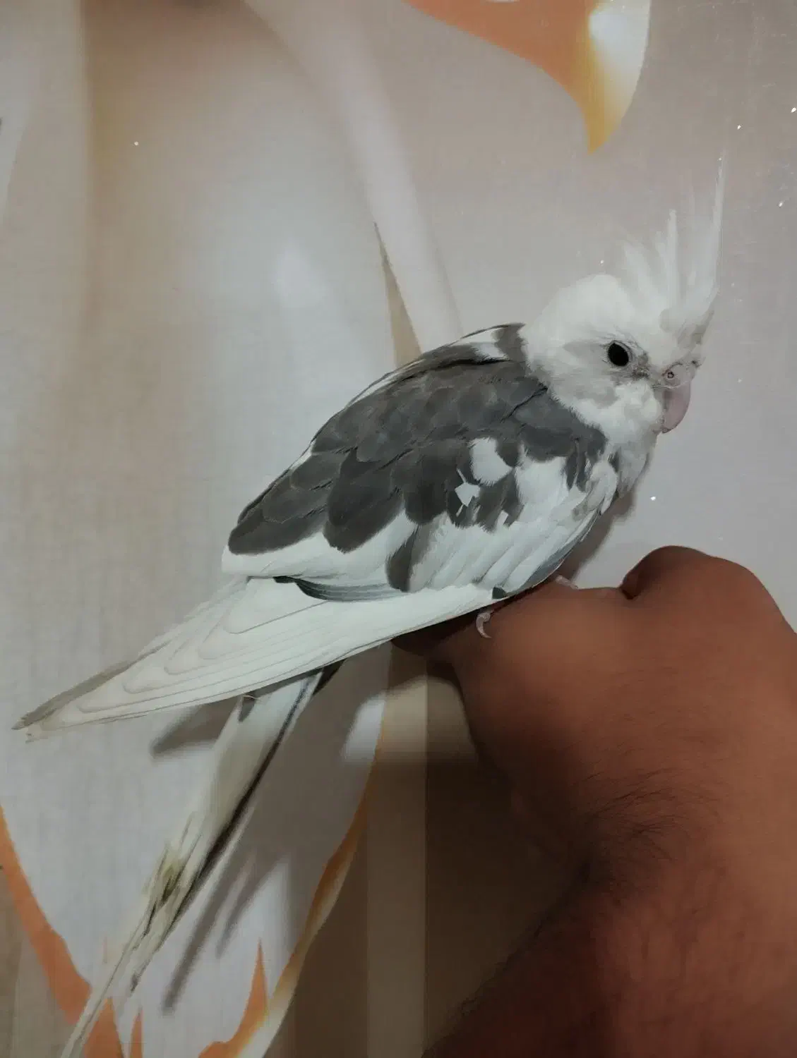 پرنده|پرنده|شیروان (خراسان), |دیوار