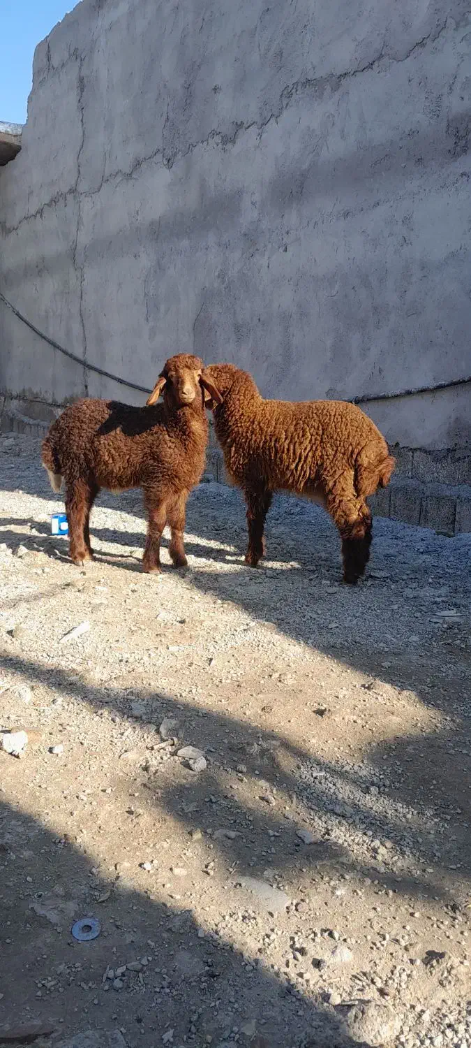 شادگان|حیوانات مزرعه|شادگان, |دیوار