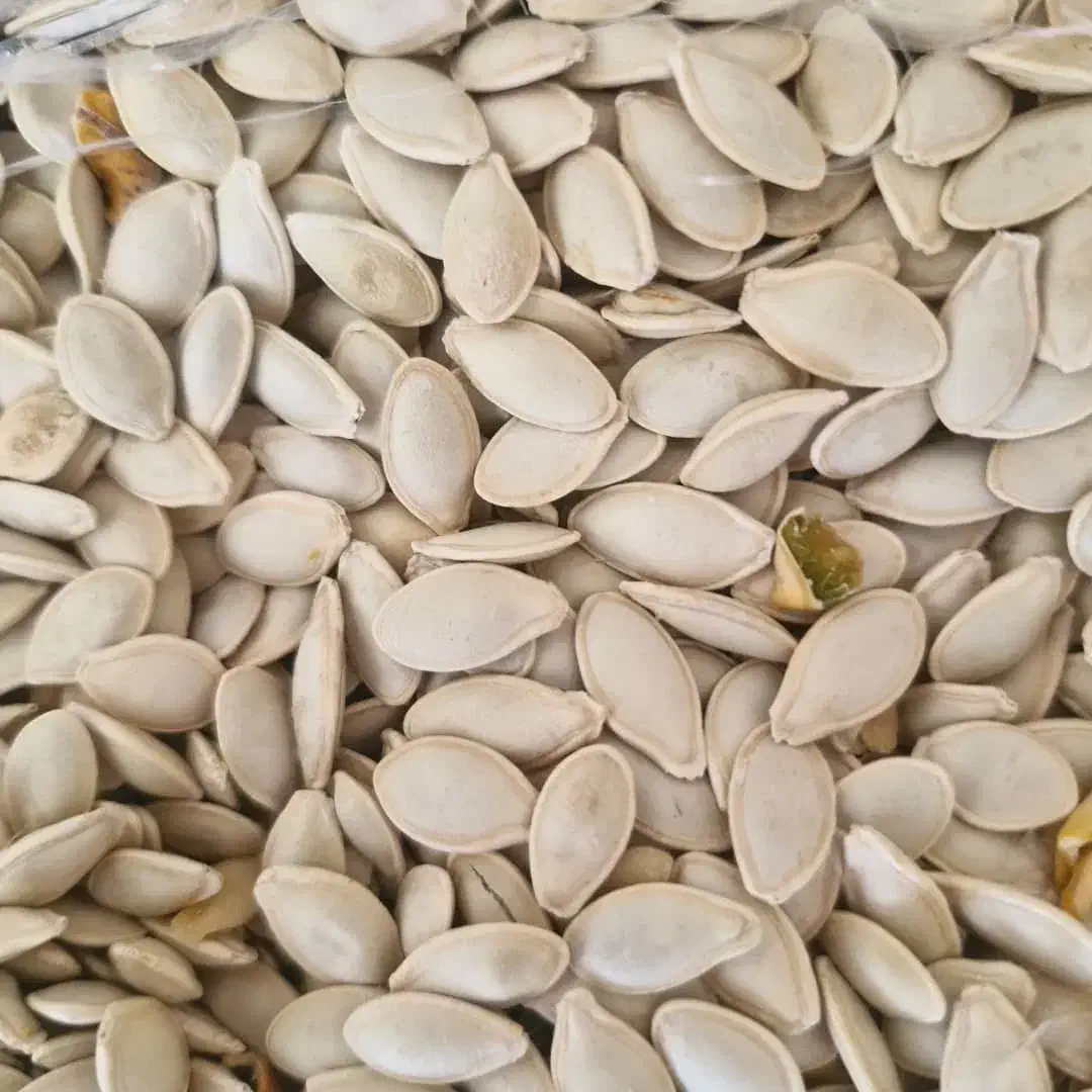 تخمه کدو|حراج|آباده, |دیوار