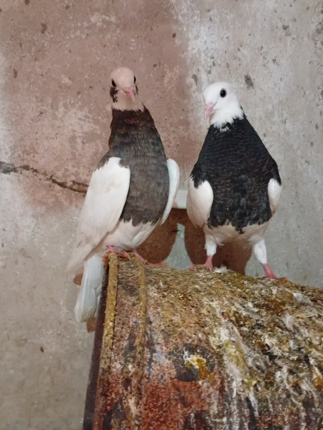 پرنده|پرنده|کوه چنار, |دیوار