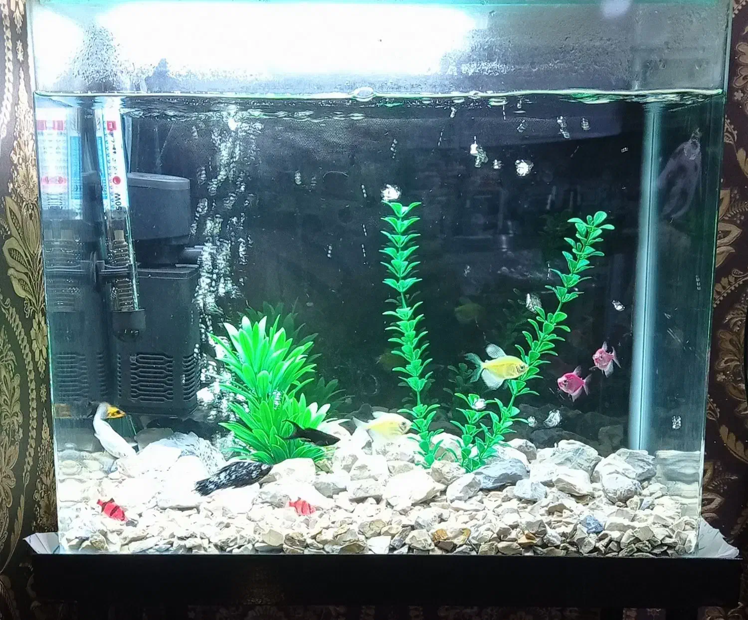 فروش فوری آکواریوم با پایه و لوازم جانبی زیر قیمت|ماهی|آستارا, |دیوار