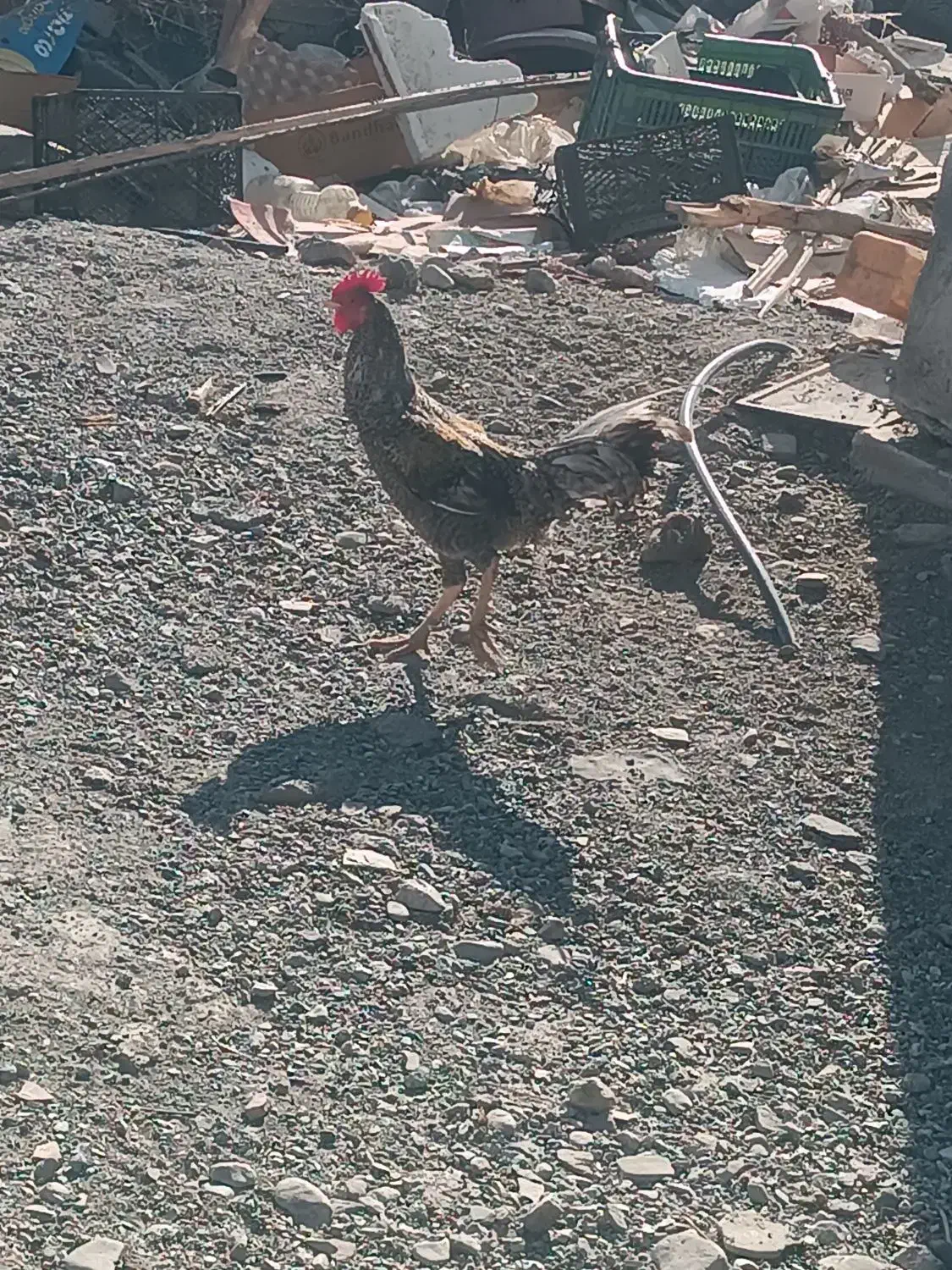 خروس فروشی|حیوانات مزرعه|توکهور, |دیوار