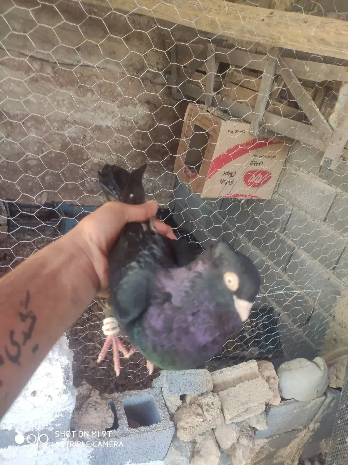 کبوت زاغ ابادانی درجه یک|پرنده|یاسوج, |دیوار