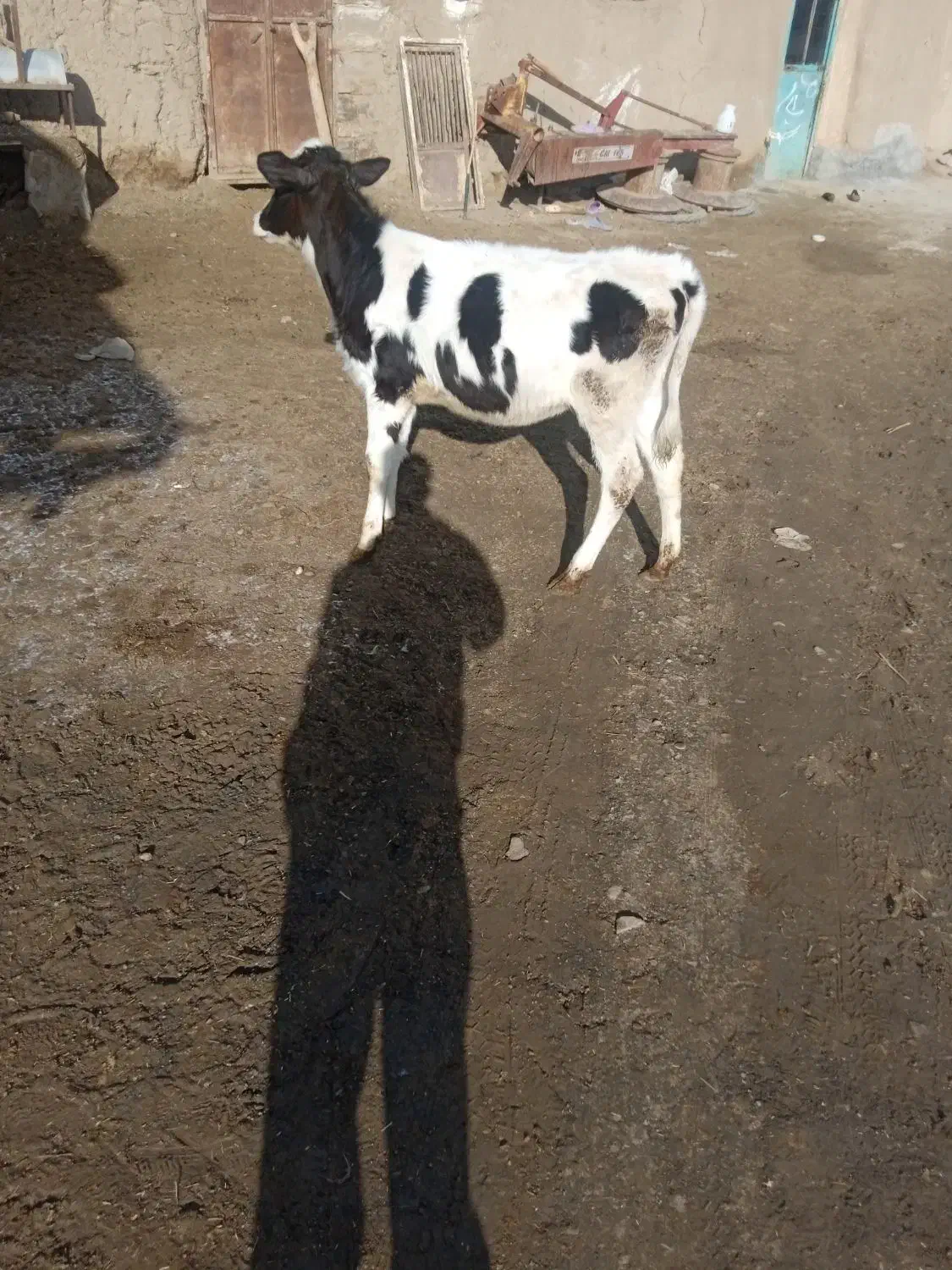 گوساله|حیوانات مزرعه|شراء, |دیوار