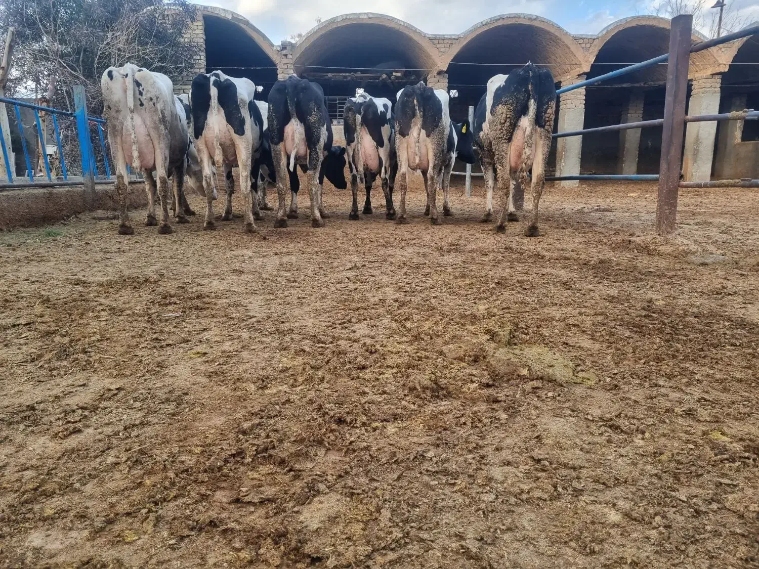 ۳۰رس گاو شری ۵۰درصد آبستن ۲ماه تا ۳ ماه|حیوانات مزرعه|قم, قم نو|دیوار