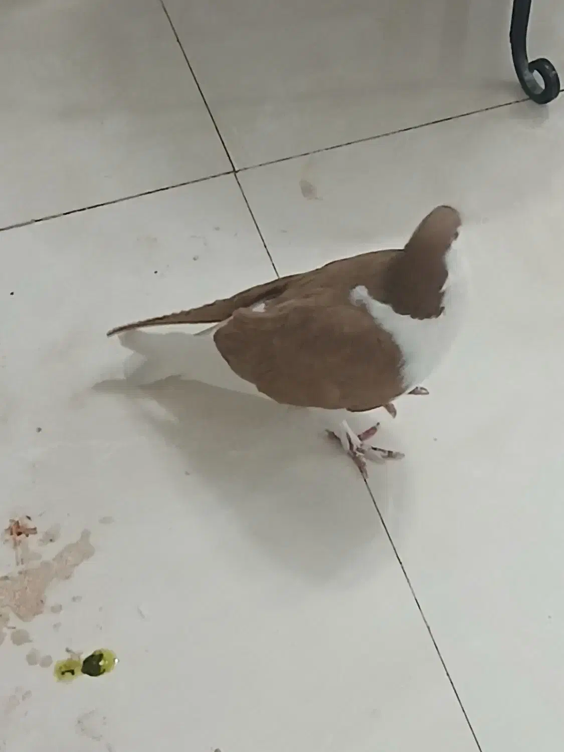 کفتر،کبوترساده زردکرمونی|پرنده|تربتحیدریه, بی بی حسنیه|دیوار