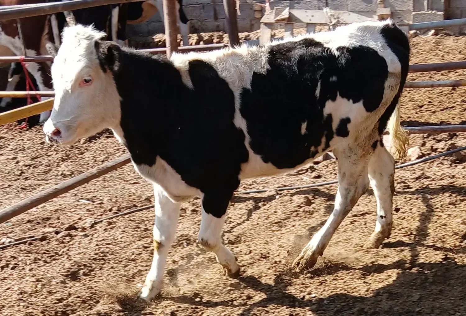 گوساله سیمینتال|حیوانات مزرعه|قیدار, |دیوار