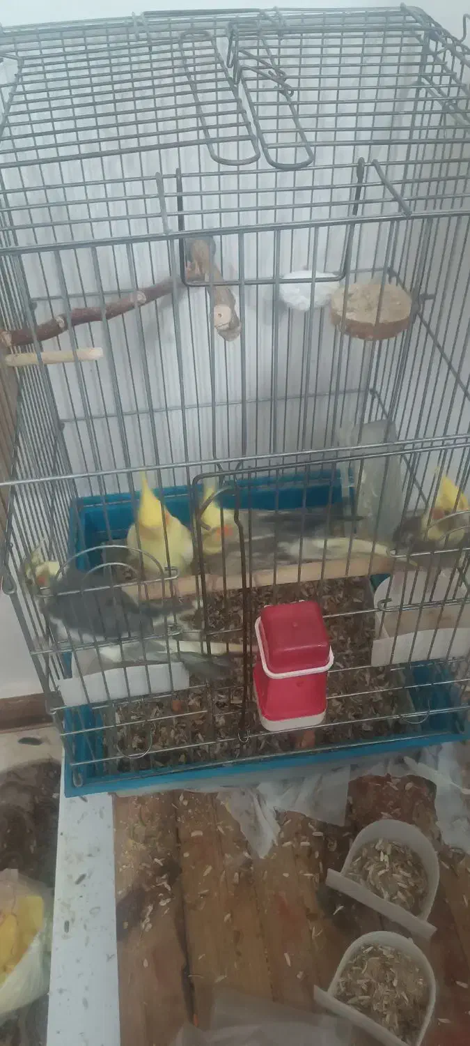 عروس هلندی جفت|پرنده|بهارستان, |دیوار