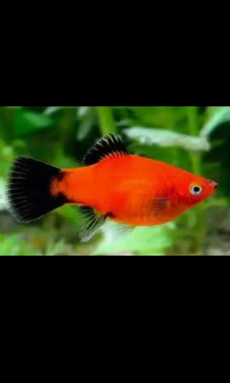 فروش ماهی گوپی|ماهی|کرمان, |دیوار