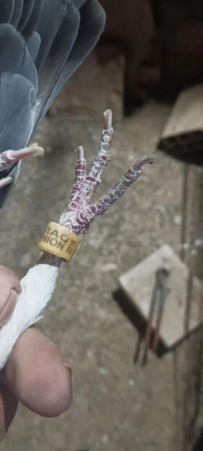 کفتر پلاک عراق.|پرنده|شاهرود, |دیوار