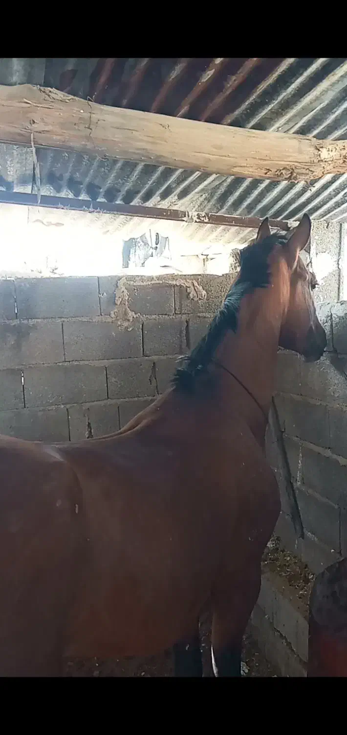 فروش نریون سیلمی ۵ساله  .کره شکاره شریف|اسب و تجهیزات اسبسواری|میمند, |دیوار
