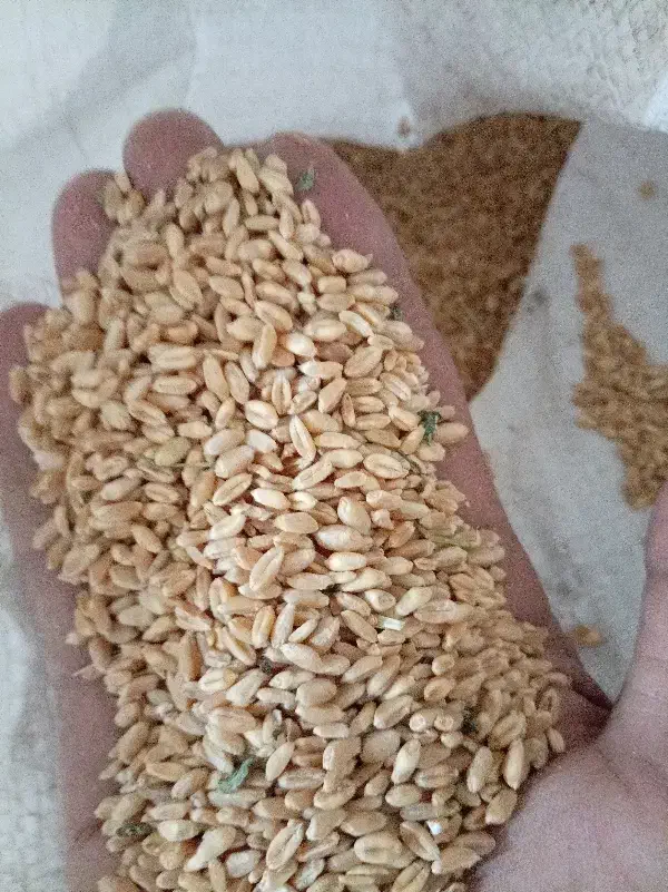 گندم|لوازم جانبی حیوانات|مشهد, انصار|دیوار