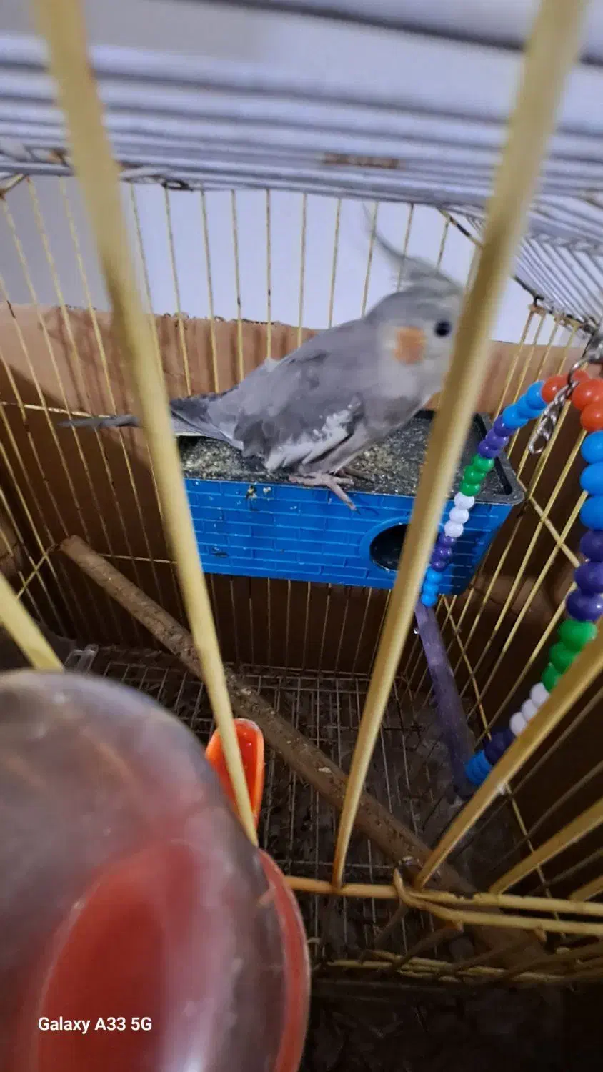 عروس هلندی|پرنده|علیآباد کتول, |دیوار